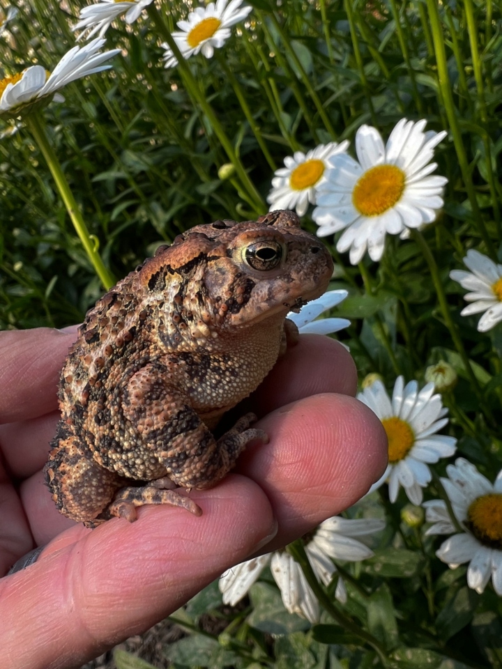 American Toad